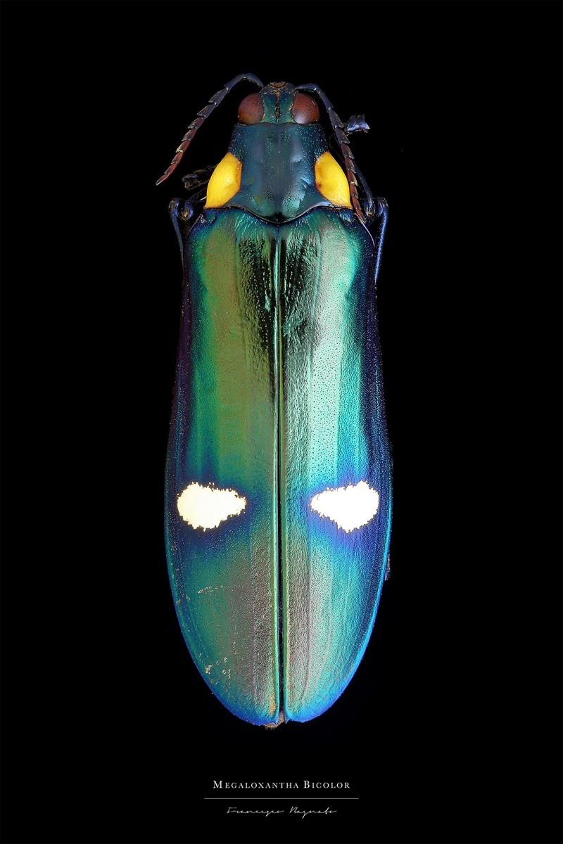 Энтомология: макро-портреты насекомых Francesco Bagnato