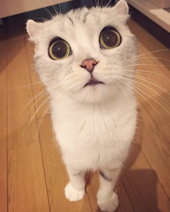 Хана – кошка с невероятно большими глазами