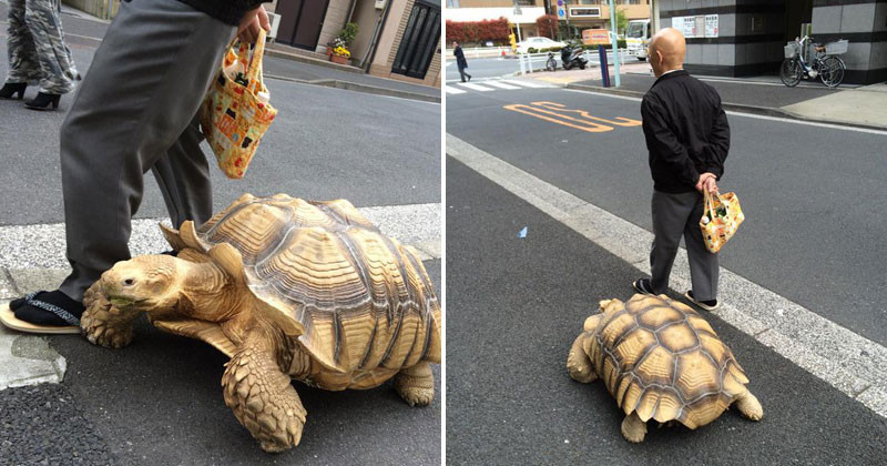 Не каждый может похвастать, что гуляет по Токио в компании большой черепахи