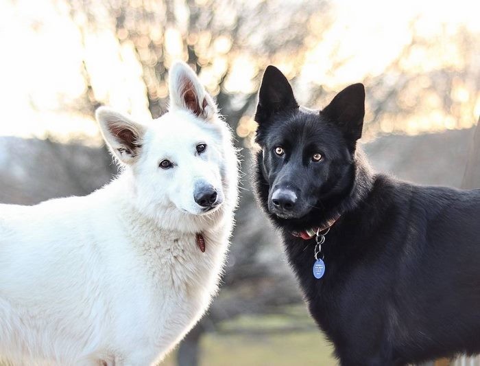 Эти две собаки, олицетворяющие день и ночь, непременно сделают ваш день добрым!