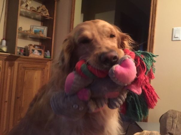 Этот пес решил показать гостям все свои игрушки