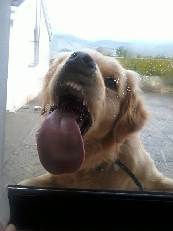 В организме собаки не хватает стеклянной двери!