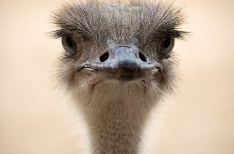 Ресницы — одна из причин, по которой на исторической родине страусов практически истребили в начале прошлого века. Из их ресниц делают превосходные кисточки, ими пишут шедевры художники