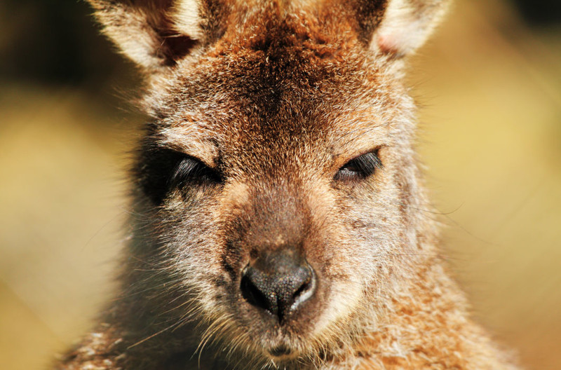 Бесподобные ресницы кенгуру, которые, кроме красоты, еще и защищают от пыли и грязи