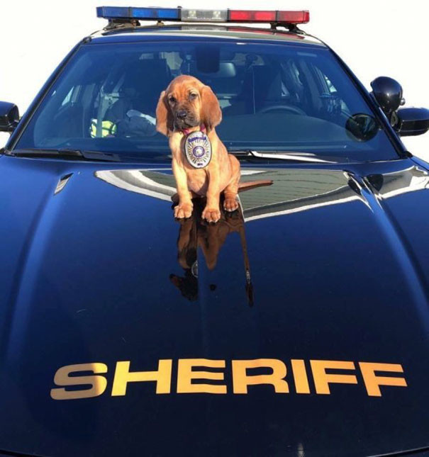 Новый шериф в городе