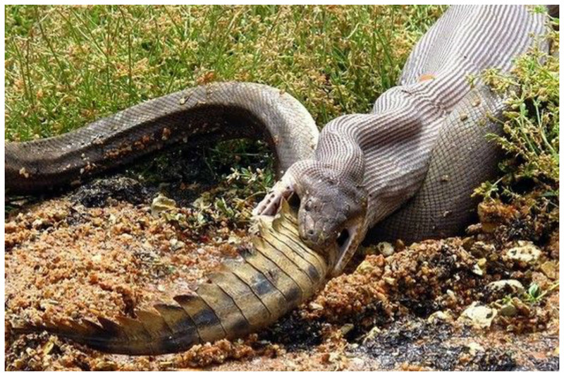  В длину самая большая змея обычно достигает 5-6 метров, но иногда встречаются и 9-метровые экземпляры. Самой же длинной из пойманных змей была гигантская анаконда длиной 11,43 метра и весом около тонны 