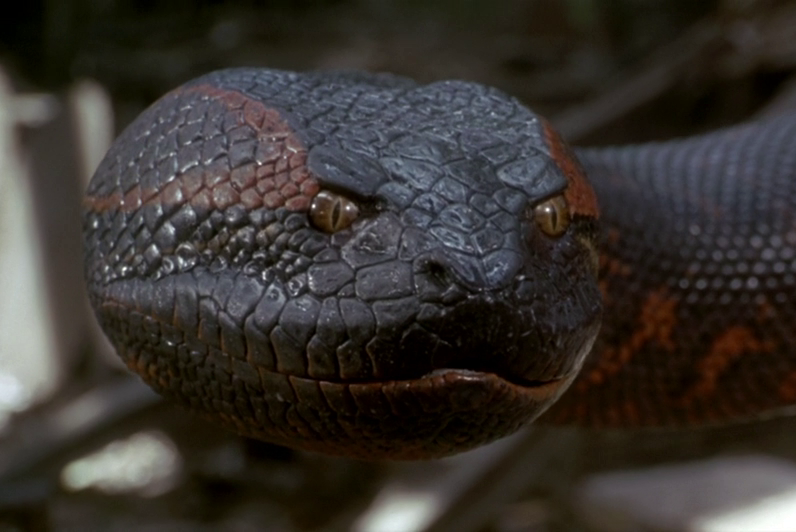 Самая большая змея в мире часто упоминается во многих книгах и даже стала главным отрицательным «персонажем» целой серии одноимённых голливудских триллеров.