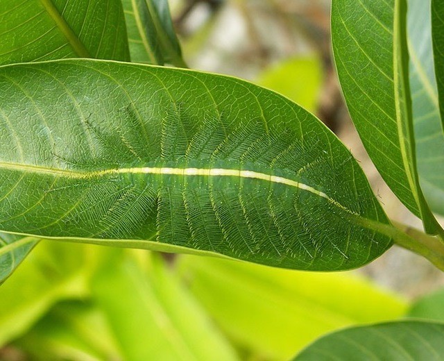 Гусеница Euthalia aconthea