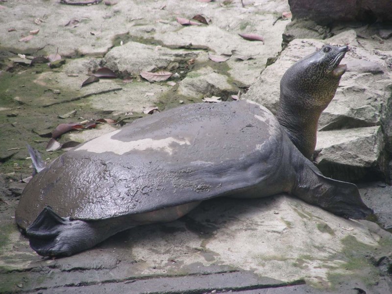 Рафетус Свайно (черепаха) - 3 особи. Основная причина уничтожения - браконьерство