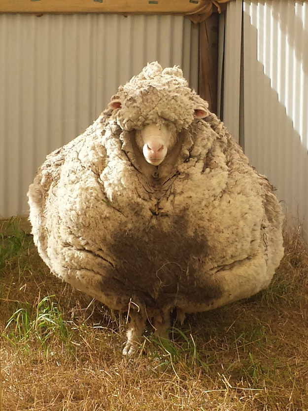 Волонтерам Королевского общества защиты животных удалось поймать овцу