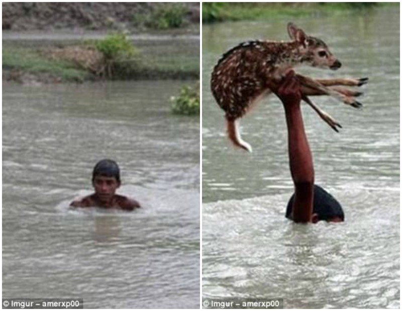 Бангладеш, округ Ноакхали. Мальчик прыгнул в реку, чтобы спасти тонущего олененка. К счастью, никто не пострадал.