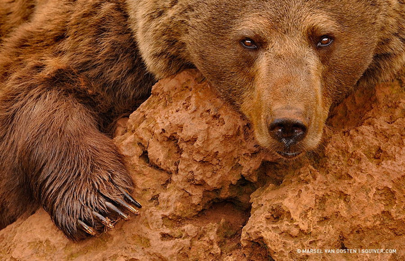Бурый медведь. Автор фото: Марсель Ван Оостен