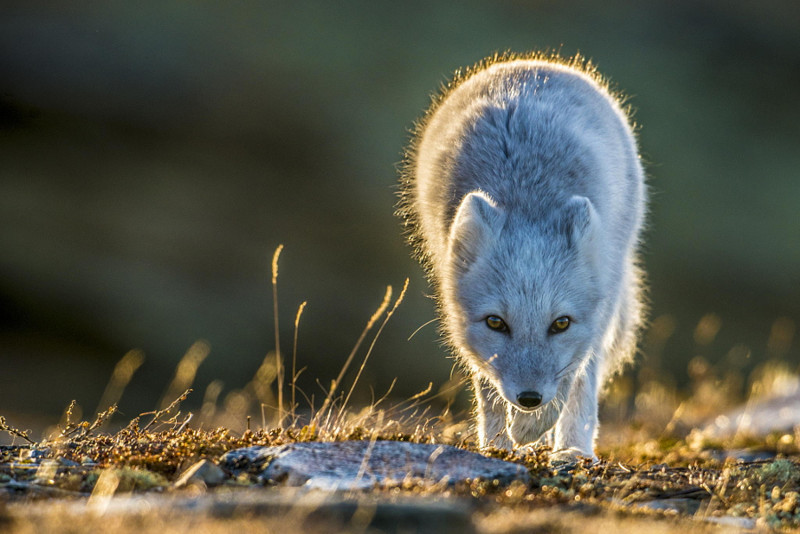 Горная лисица в солнечных лучах. Автор фото: Тронд Эриксен