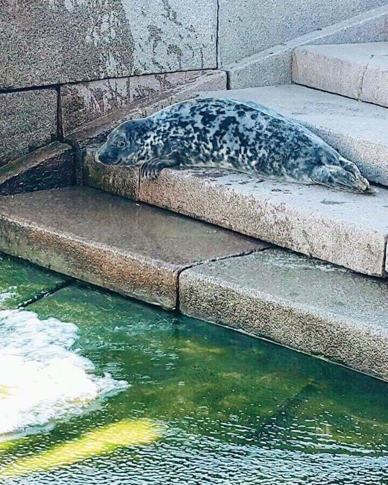В центре Петербурга  спасли выброшенного из воды тюлененка