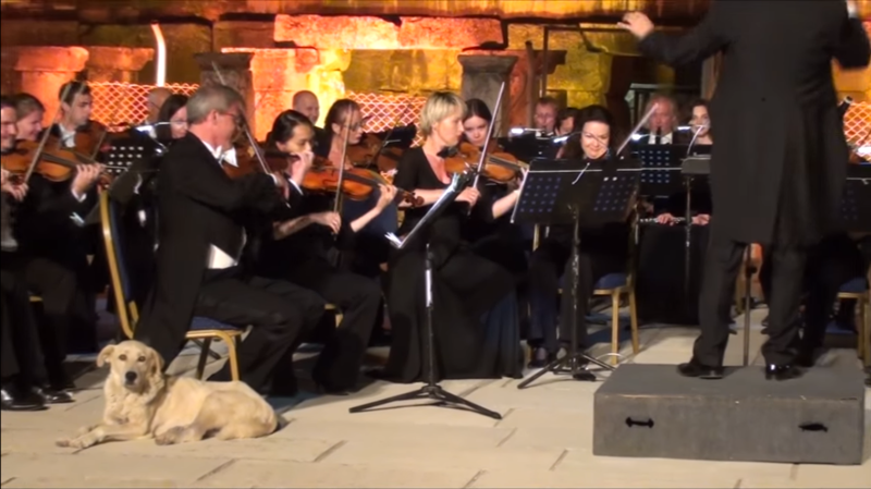 Пёс сорвал овации во время выступления Венского симфонического оркестра в Эфесе
