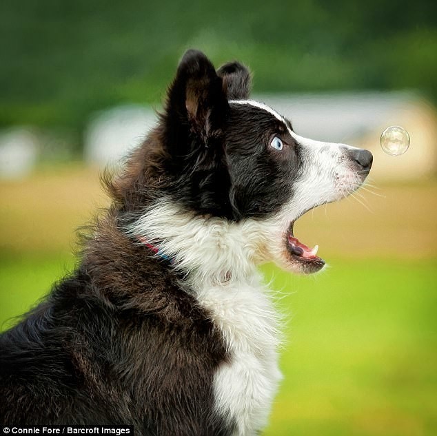 Пёс впервые увидел мыльный пузырь, автор - Connie Fore