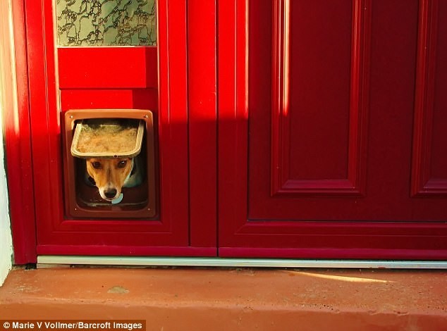 Пёс Эллиот заглядывает в дверцу для кошек, автор - Marie V Vollmer, Франция
