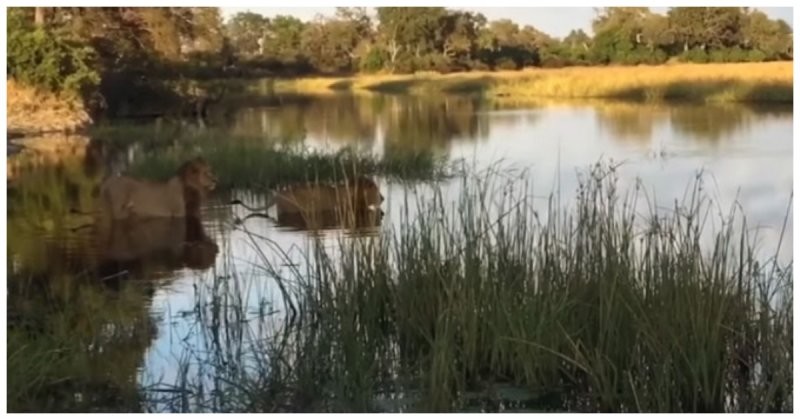 Старый лев спас соплеменника от крокодила 