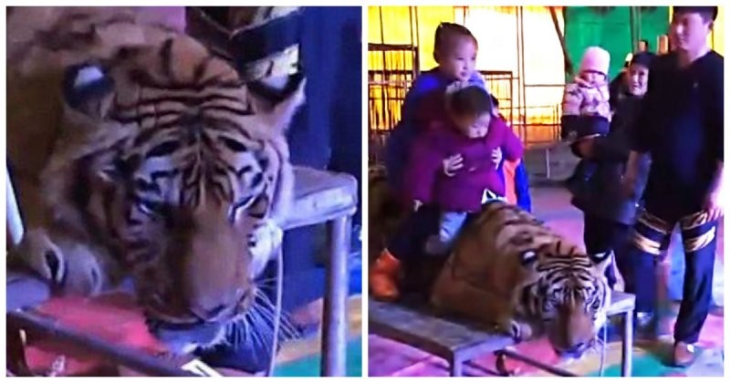 Сотрудники китайского цирка связали амурского тигра, чтобы зрители могли фотографироваться с ним