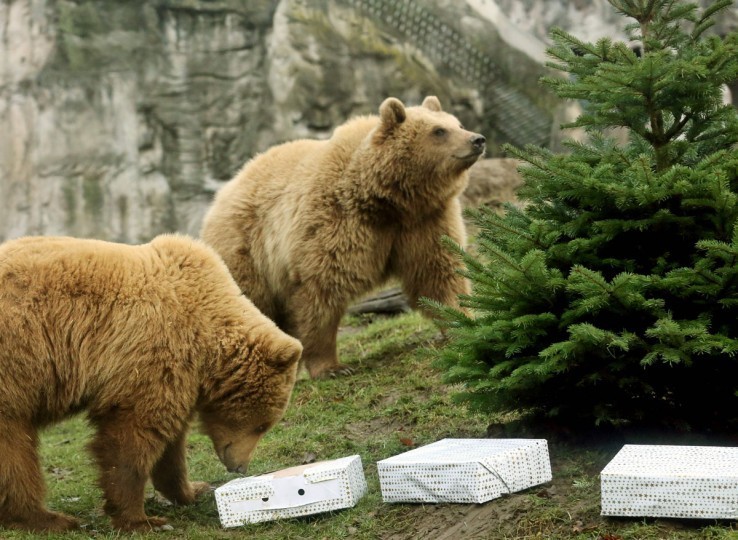  Как жители зоопарков открывали подарки