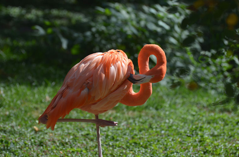 Почему фламинго все время стоят на одной ноге 
