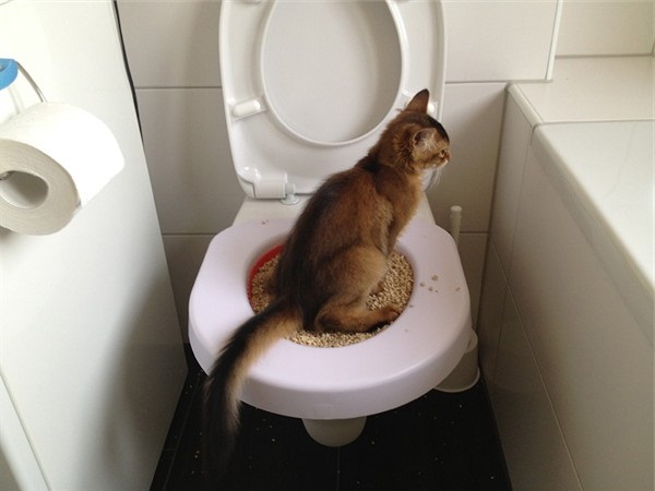 Туалетная романтика: животные, которые делают это аккуратнее людей 