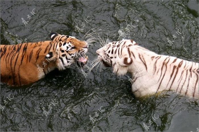 Поединок тигров за бассейн