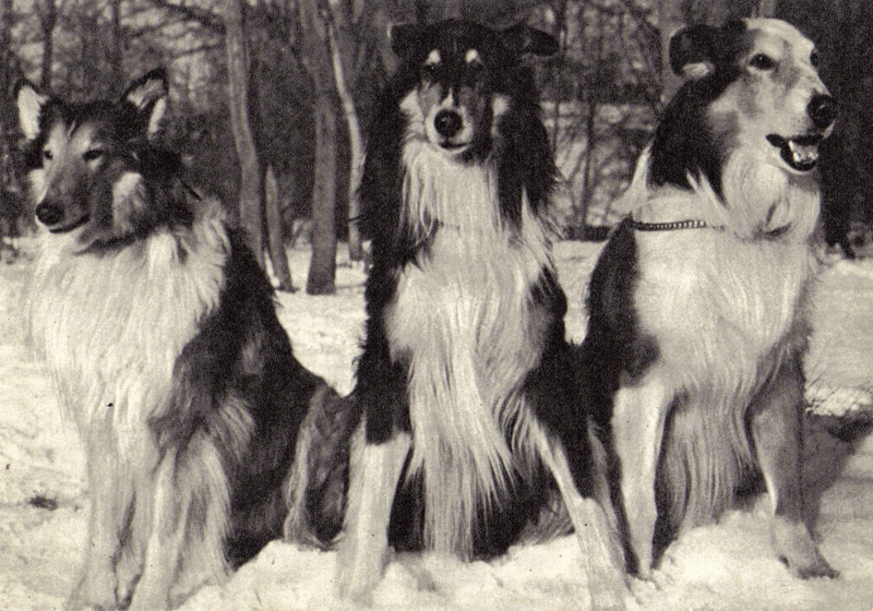 Как жилось собакам в Советском Союзе?