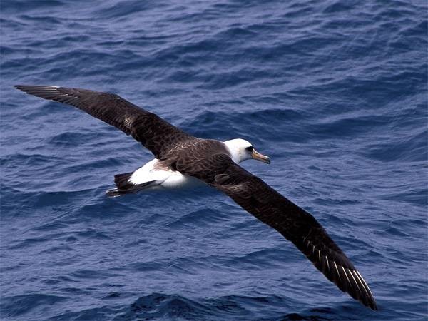 Темноспинный альбатрос – птица самолет