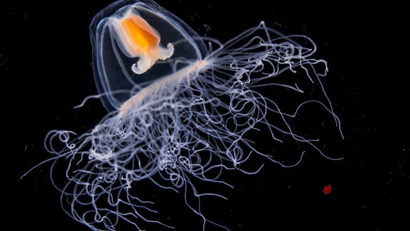 Бессмертная медуза – может жить вечно