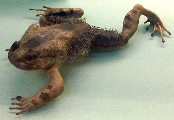Волосатая лягушка может сломать свои кости и превратить их в когти