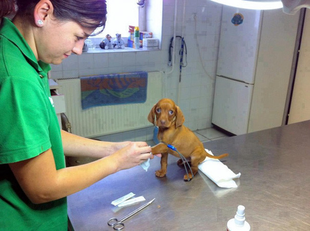 Одно из обязательных качеств ветеринара - высокая степень ответственности. Пациенты могут быть крошечными!