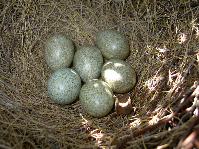 7. Сороки начинают откладывать яйца раньше других птиц – в апреле и начале мая, иногда даже в марте. За один раз сороки откладывают 7-8 яиц, которые самка высиживает 18 дней.