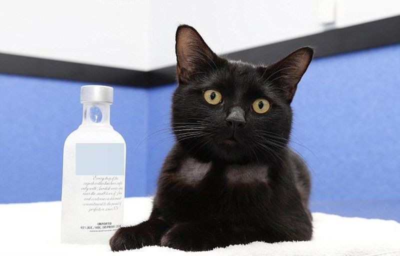 Австралийские ветеринары с помощью водки спасли отравившуюся антифризом бездомную кошку 