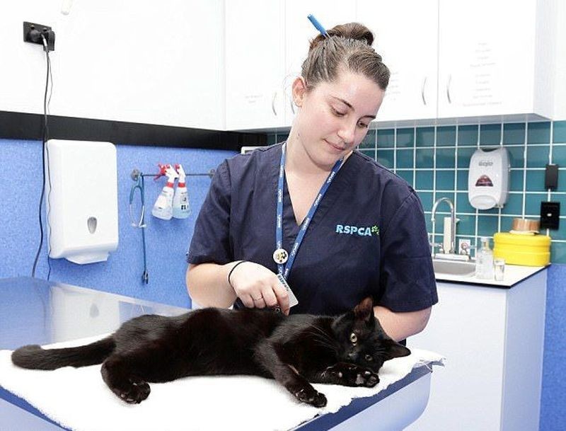 Поскольку кошка была не чипована, ветеринары не смогли установить её владельцев