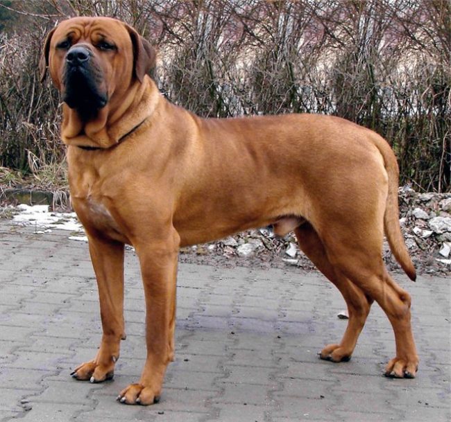 Тоса-ину изначально вывели для собачьих боев. Запрещены в Норвегии, Дании и на Мальте