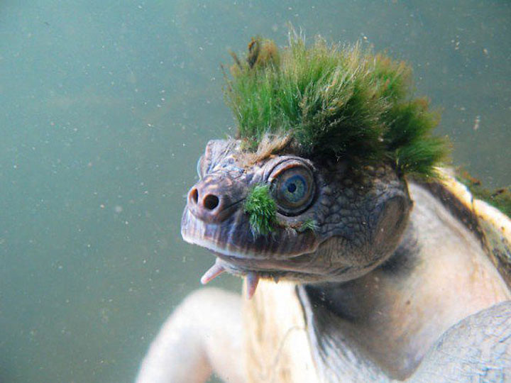 Не каждый может щеголять зеленым ирокезом. Но эта речная черепаха Мэри приводит в восторг своим ирокезом из водорослей