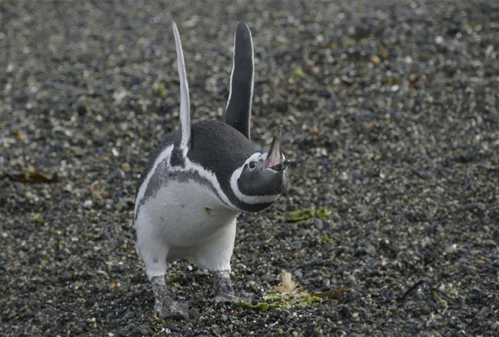 8. Магелланов пингвин с поднятыми крыльями, остров Мартильо в проливе Бигл  