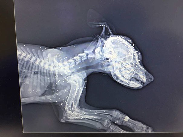 Рентгеновский снимок показал, что в собаку стреляли из пневматического оружия десятки раз