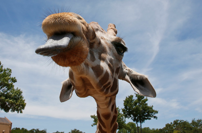 Как вы думаете, как длины язык у жирафов?