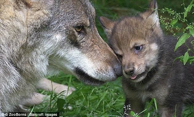 Сотрудники британского зоопарка вынужденно застрелили волчицу-мать пятерых волчат