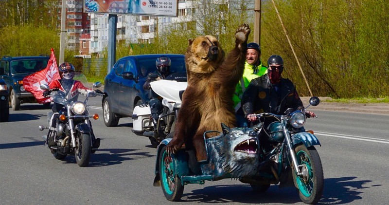 Медведь-байкер проехался по улицам Архангельска