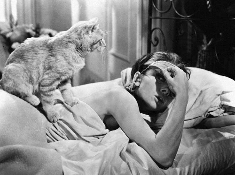 Звезда Голливуда - рыжий кот, который мелькал во многих фильмах 50-60 годов. Например, в "Завтрак у Тиффани"