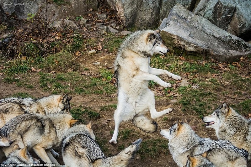 "Танец волка", автор: Винсент Гильбо, Канада