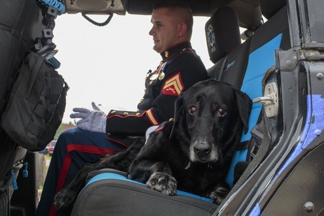 Собаку-сапера проводили в последний путь с почестями, достойными героя войны
