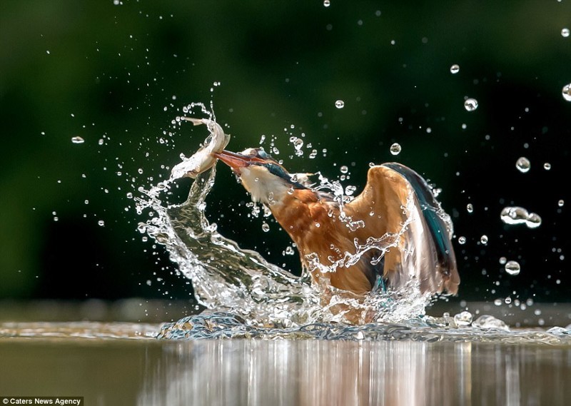 Уникальный кадр дикой природы: бесстрашный зимородок позирует с добычей на голове фотографа
