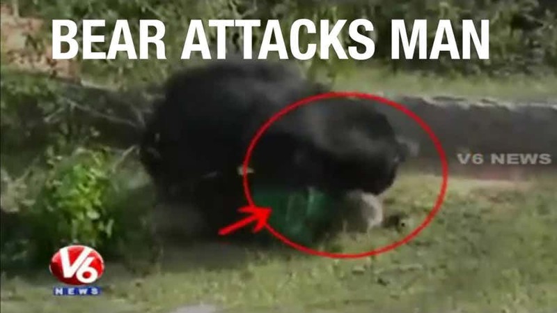 8. Нападение медведя на лесника в штате Чхаттисгарх, Индия, 2014 г.