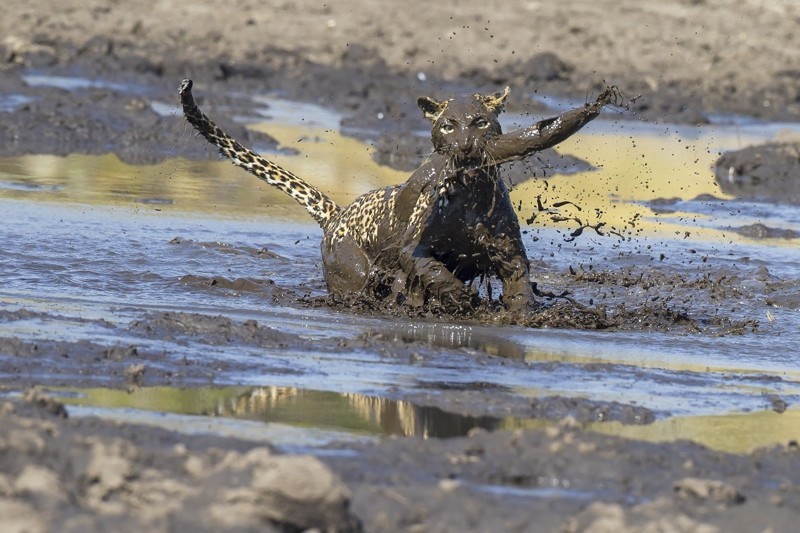 Больше грязи - шире морда: на что пошла самка леопарда ради вкусного обеда