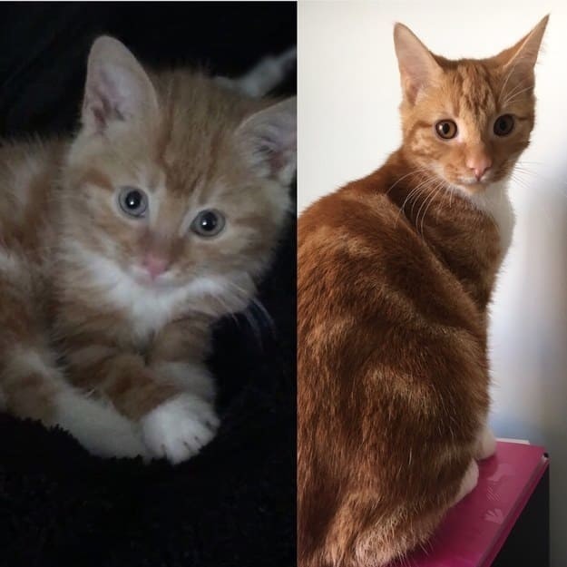 10 недель и 6 месяцев  до и после, животные, коты, кошки, мило, питомцы, сравнение, фото