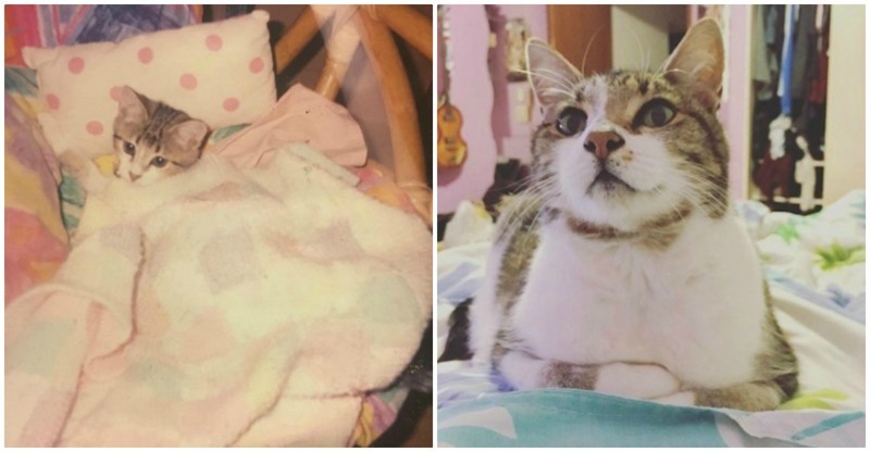 6 месяцев и 13 лет до и после, животные, коты, кошки, мило, питомцы, сравнение, фото